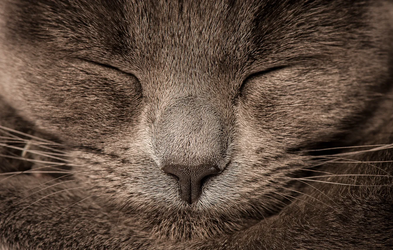 Photo wallpaper cat, grey, blur, nose, grey, cat, nose