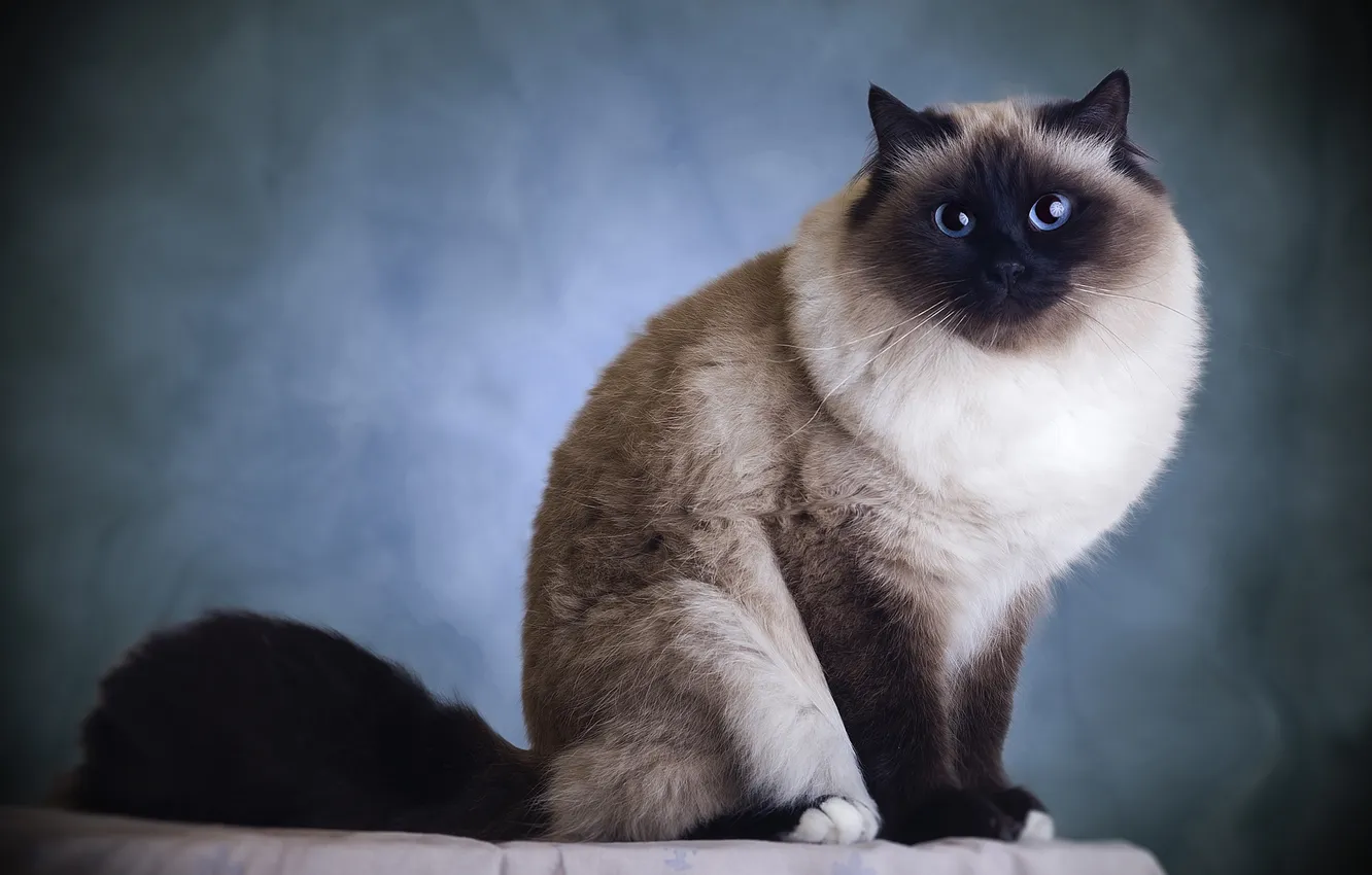 Photo wallpaper cat, cat, fluffy, sitting, blue background, blue eyes, Siamese, Ragdoll