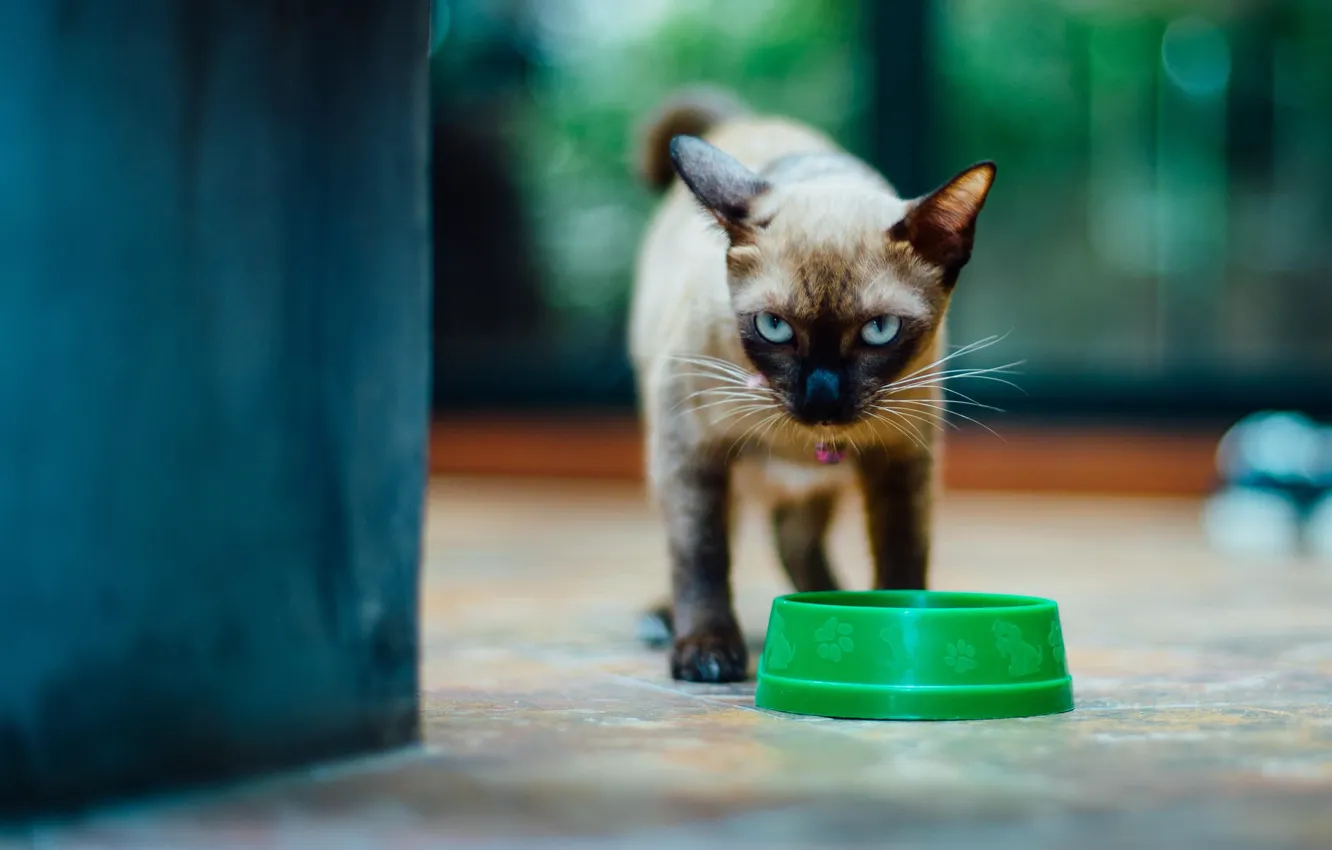 Photo wallpaper cat, look, kitty, bowl, Siamese