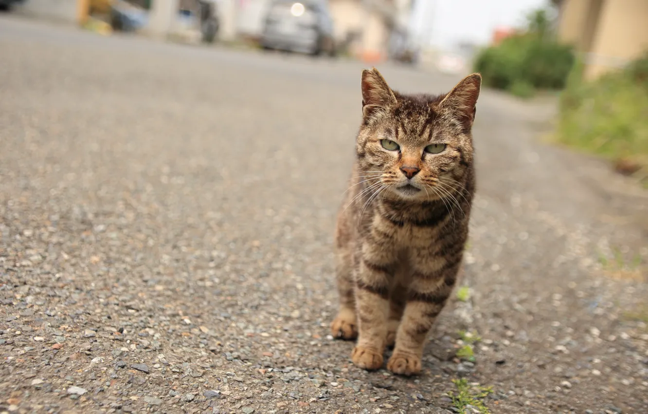 Photo wallpaper cat, look, street