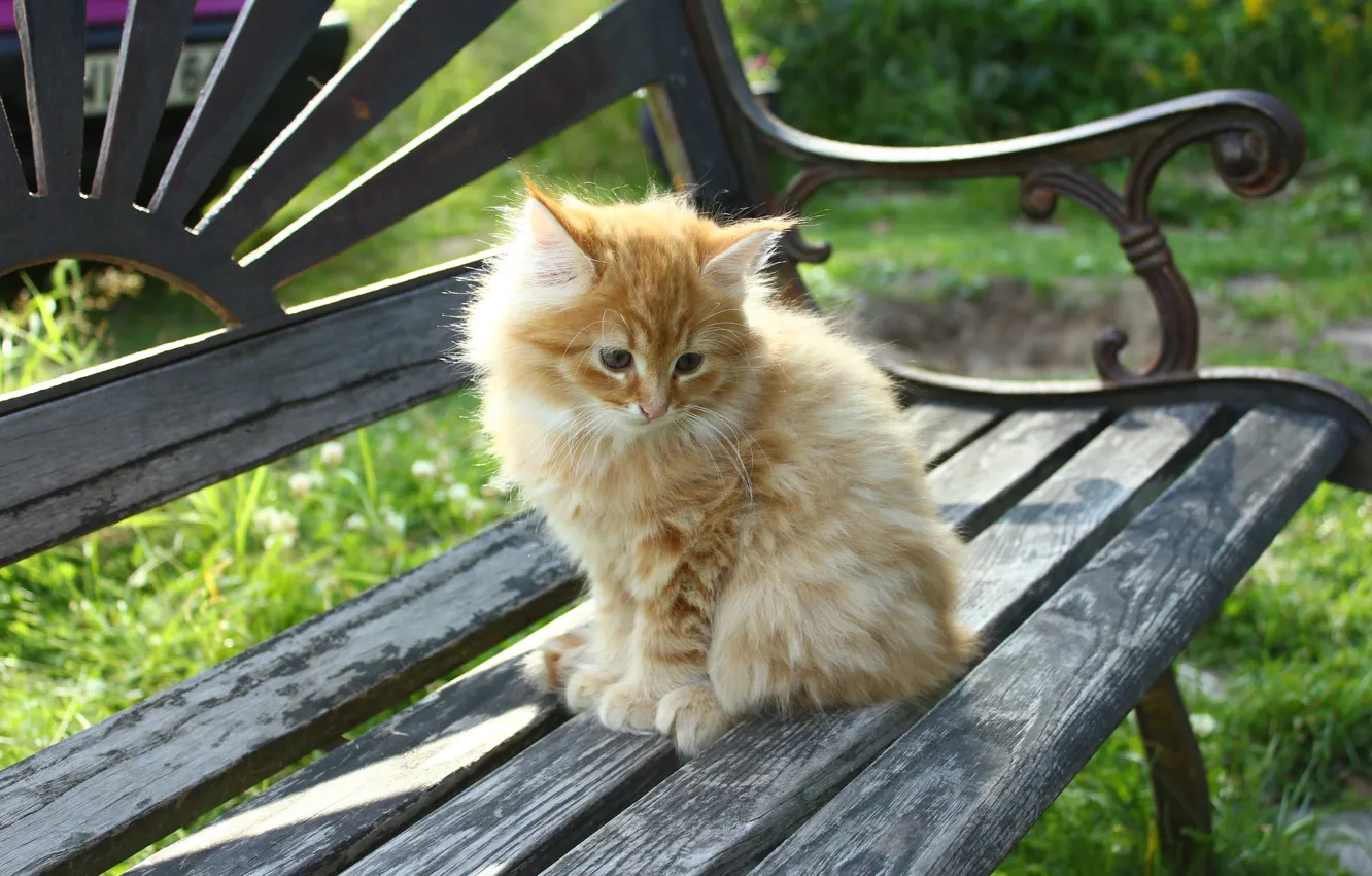 Photo wallpaper shop, ginger, little kitty