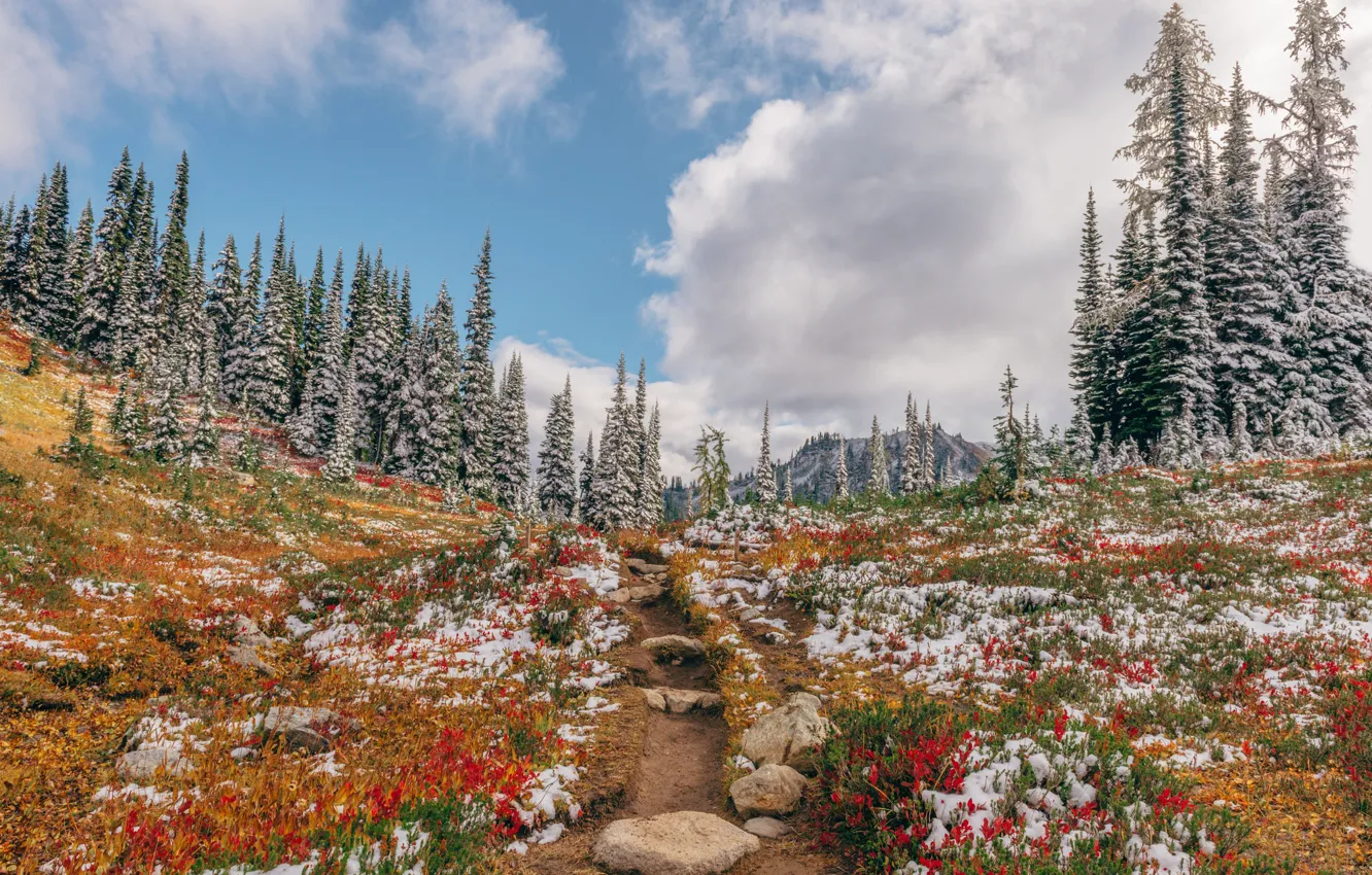 Photo wallpaper forest, snow, trees, path, Washington, Washington, North Cascades National Park, Heather Meadows