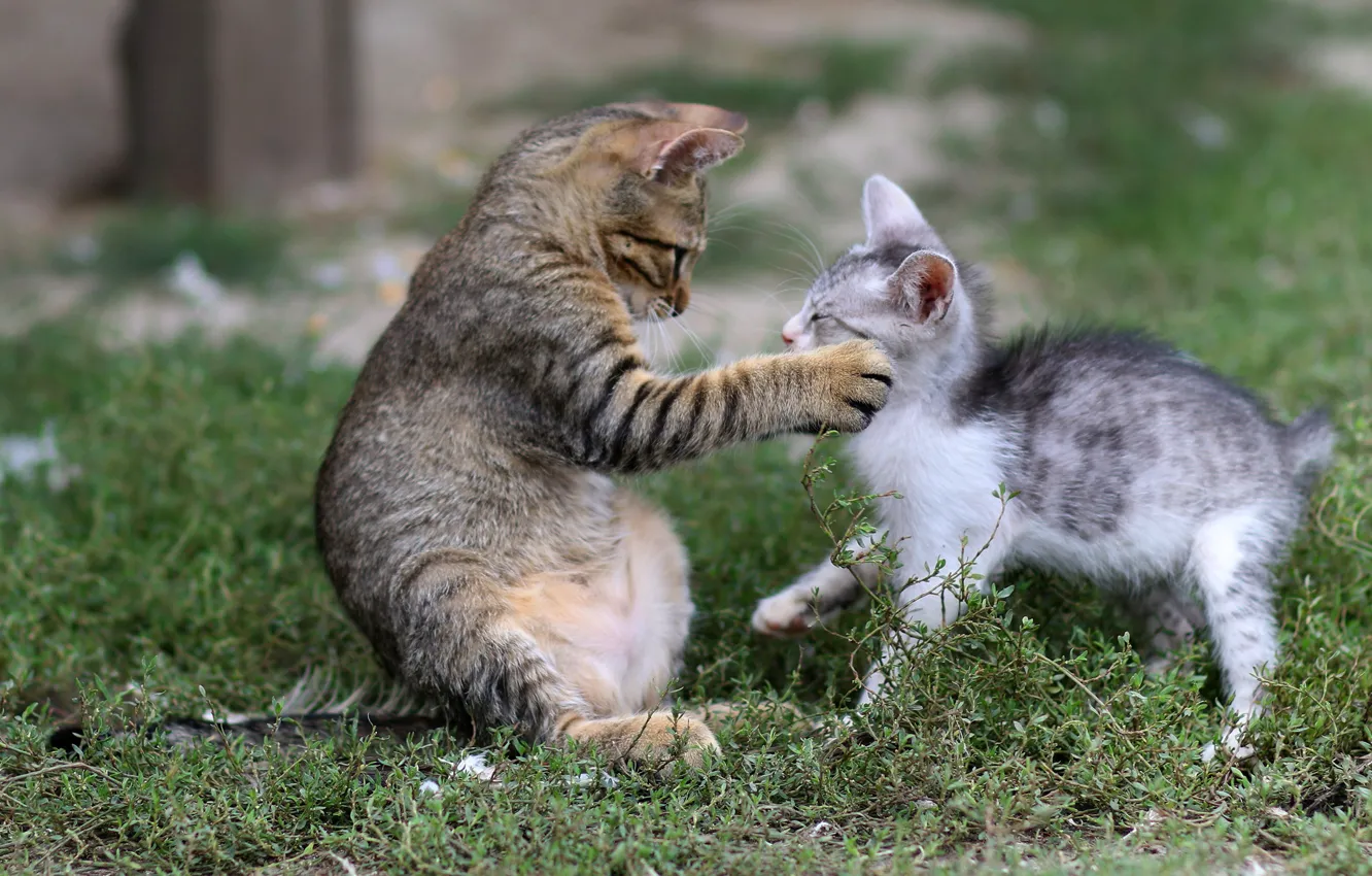 Wallpaper summer, grass, pose, the game, paw, muzzle, kittens, two ...