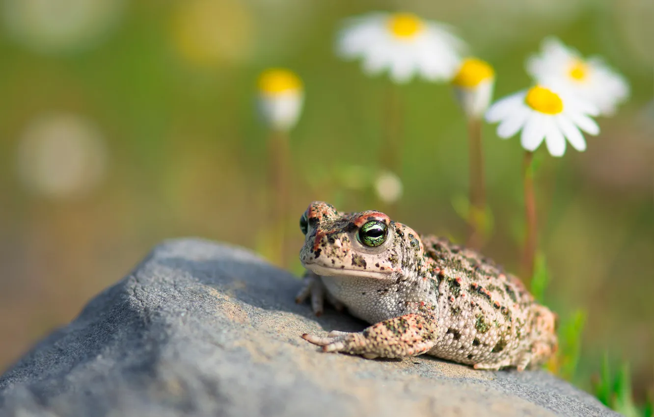 Photo wallpaper macro, flowers, stones, frog, chamomile, toad