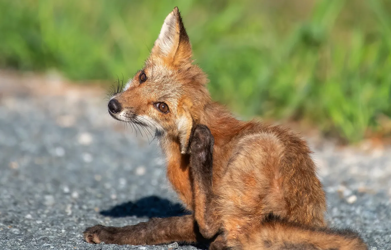 Photo wallpaper grass, look, face, pose, paws, Fox, sitting, Fox