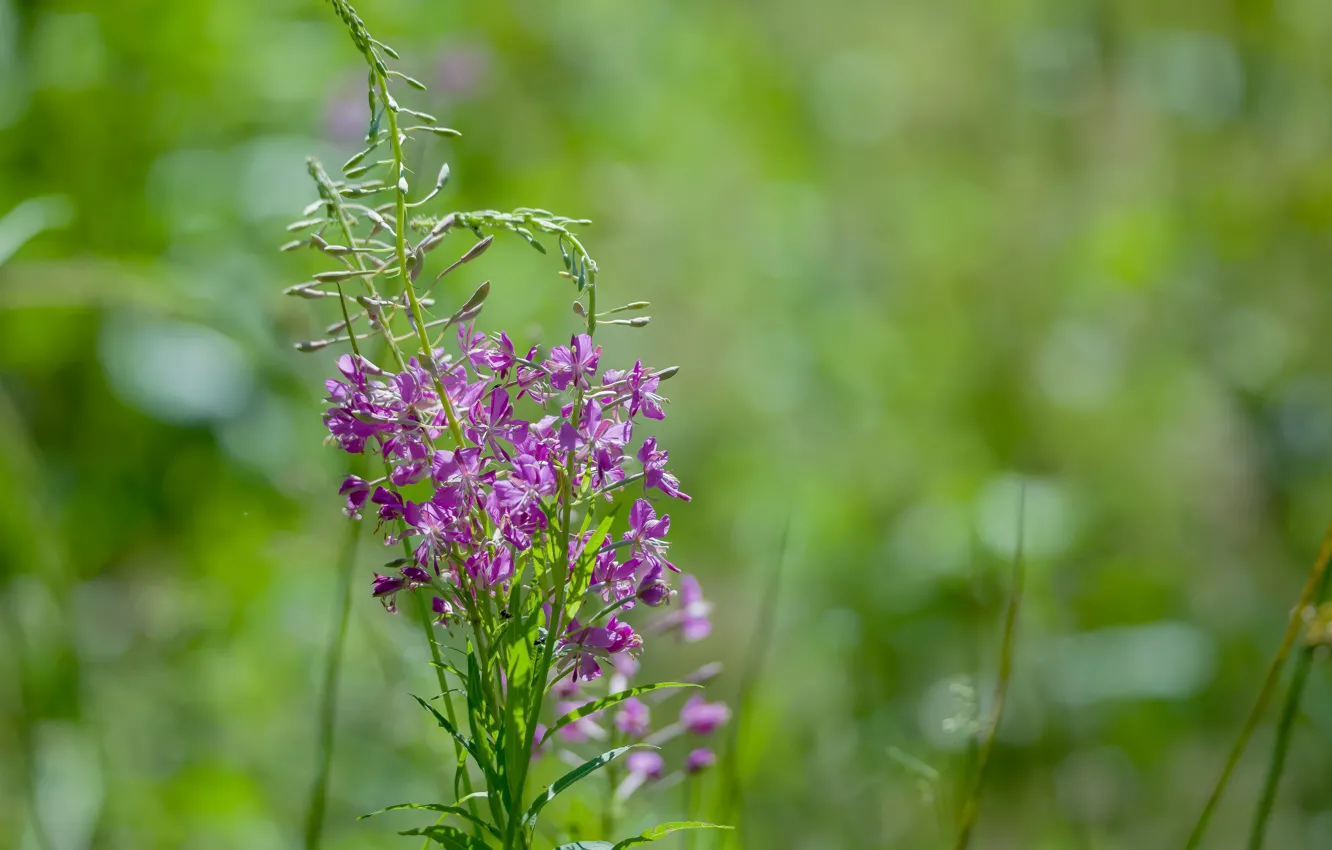 Photo wallpaper summer, nature, mood, bokeh, Ivan-tea