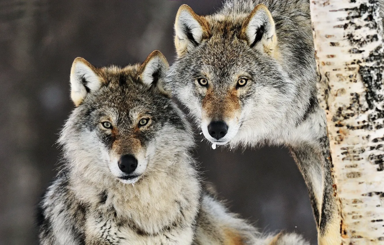 Photo wallpaper Predator, nature, animal, wolf, wildlife, Canis lupus., portrait.