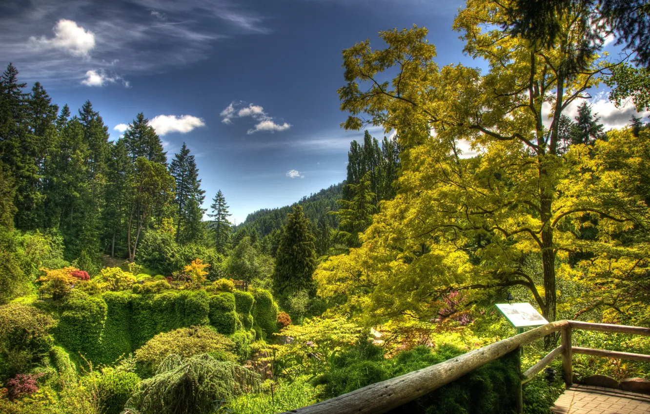 Photo wallpaper nature, park, tree