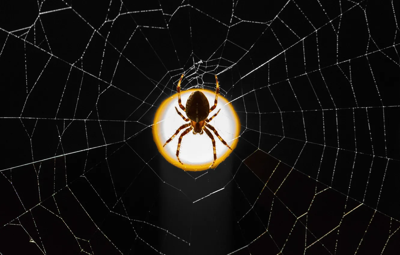 Photo wallpaper background, web, spider