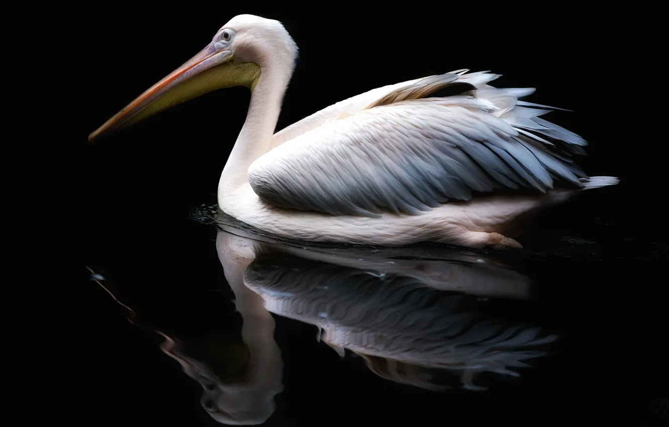 Photo wallpaper reflection, bird, beak, Pelican