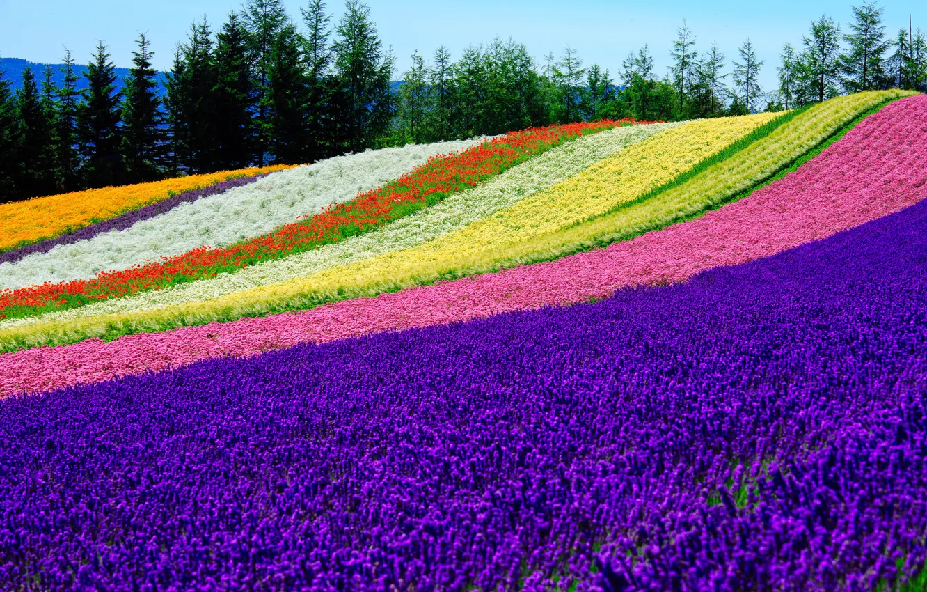 Photo wallpaper field, summer, flowers, nature, strip