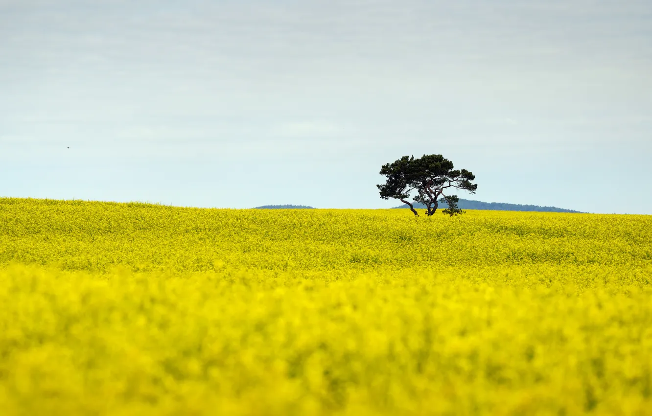 Photo wallpaper field, summer, trees, rape