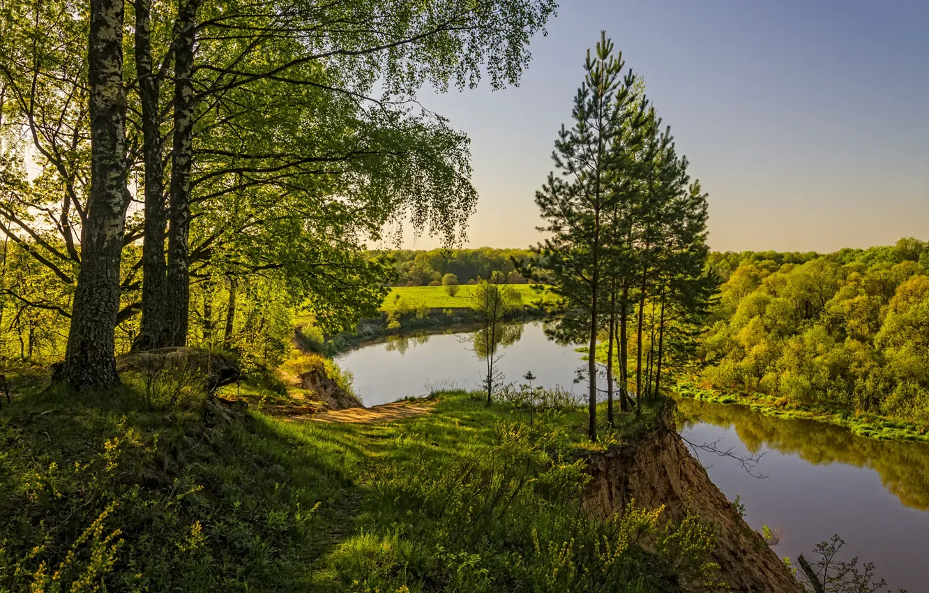 Photo wallpaper forest, landscape, nature, river, morning