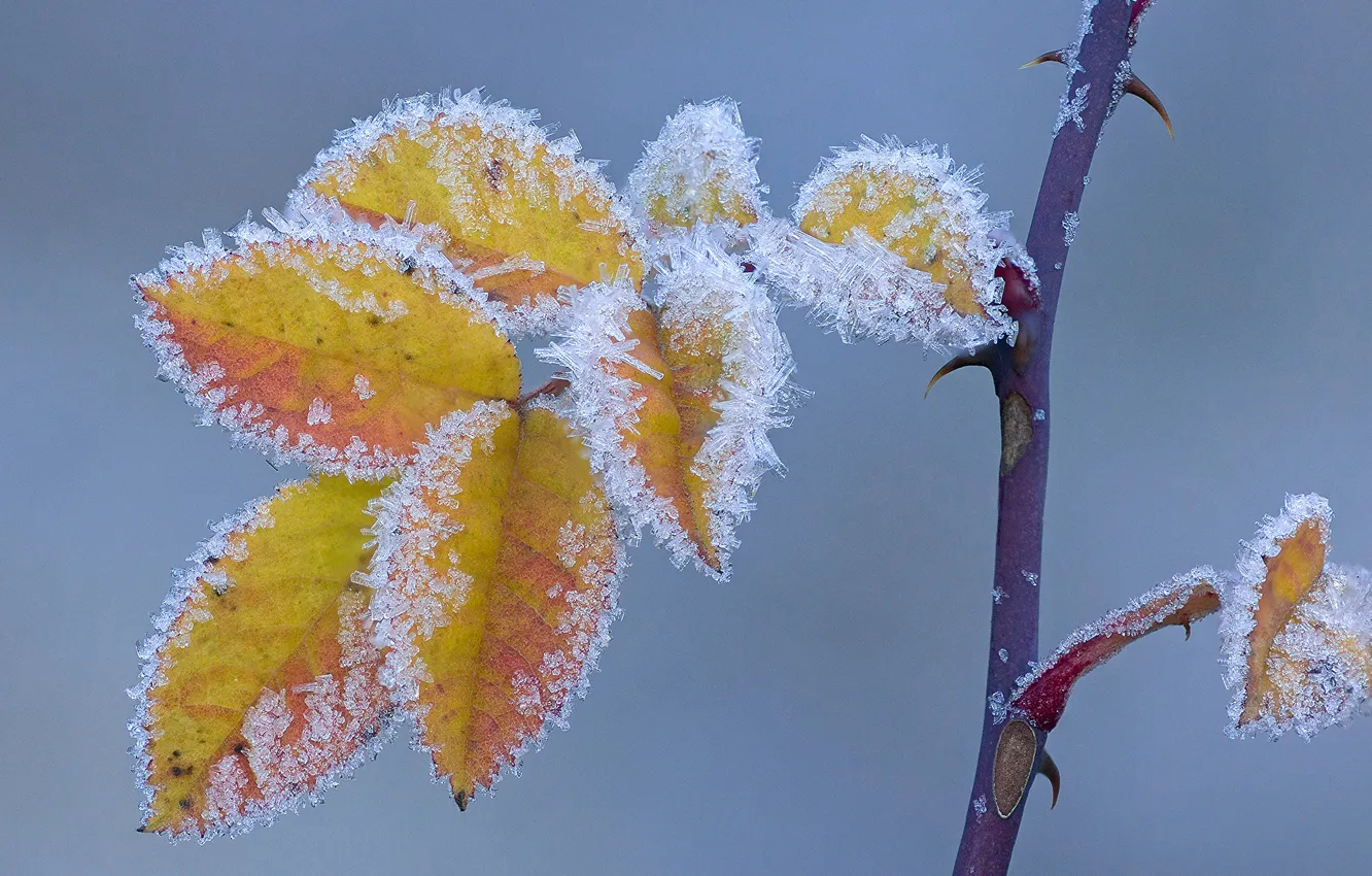 Photo wallpaper winter, frost, leaves, macro, snow, trees, branches, nature