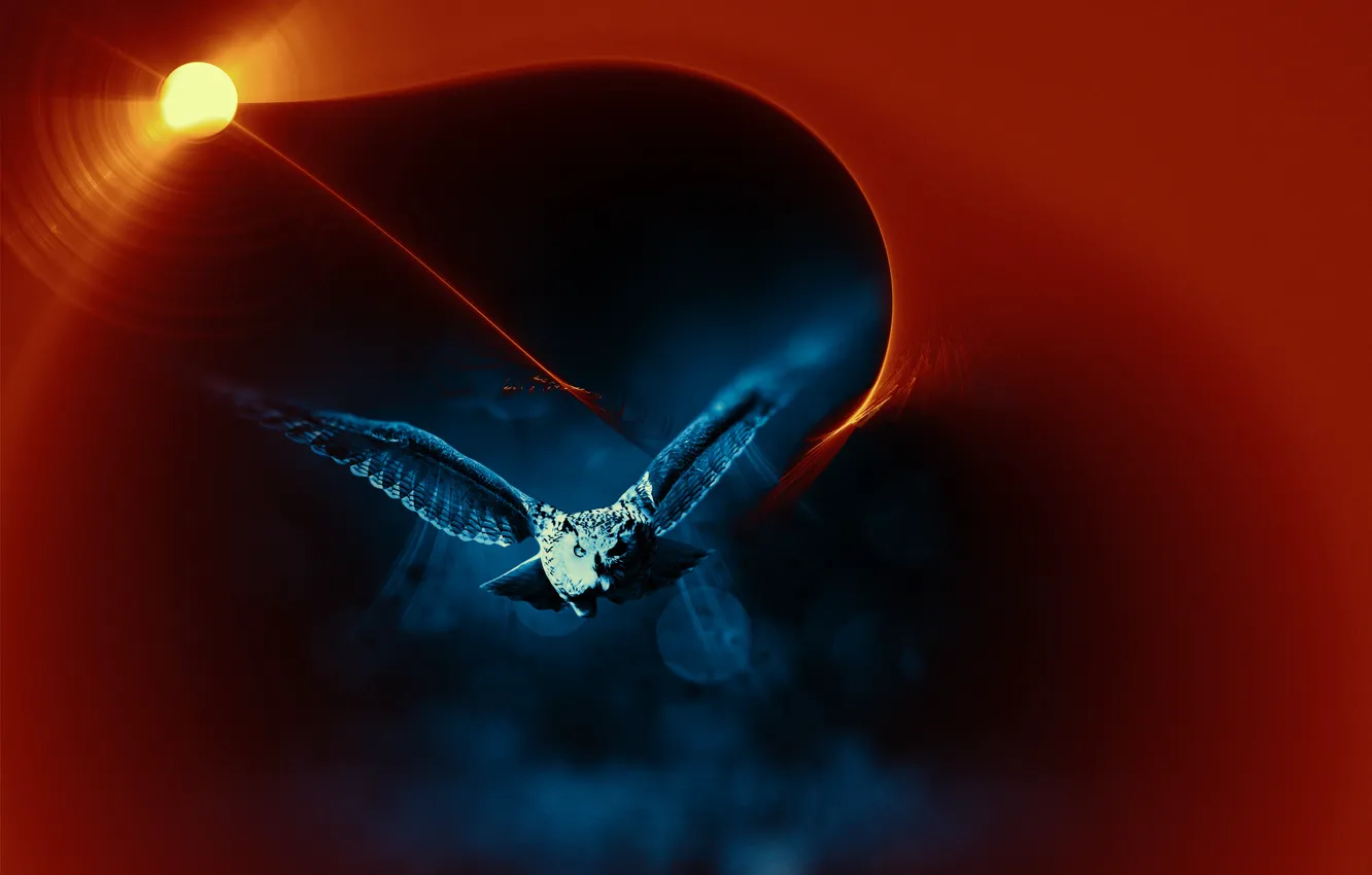Wallpaper night, bird, flight for mobile and desktop, section