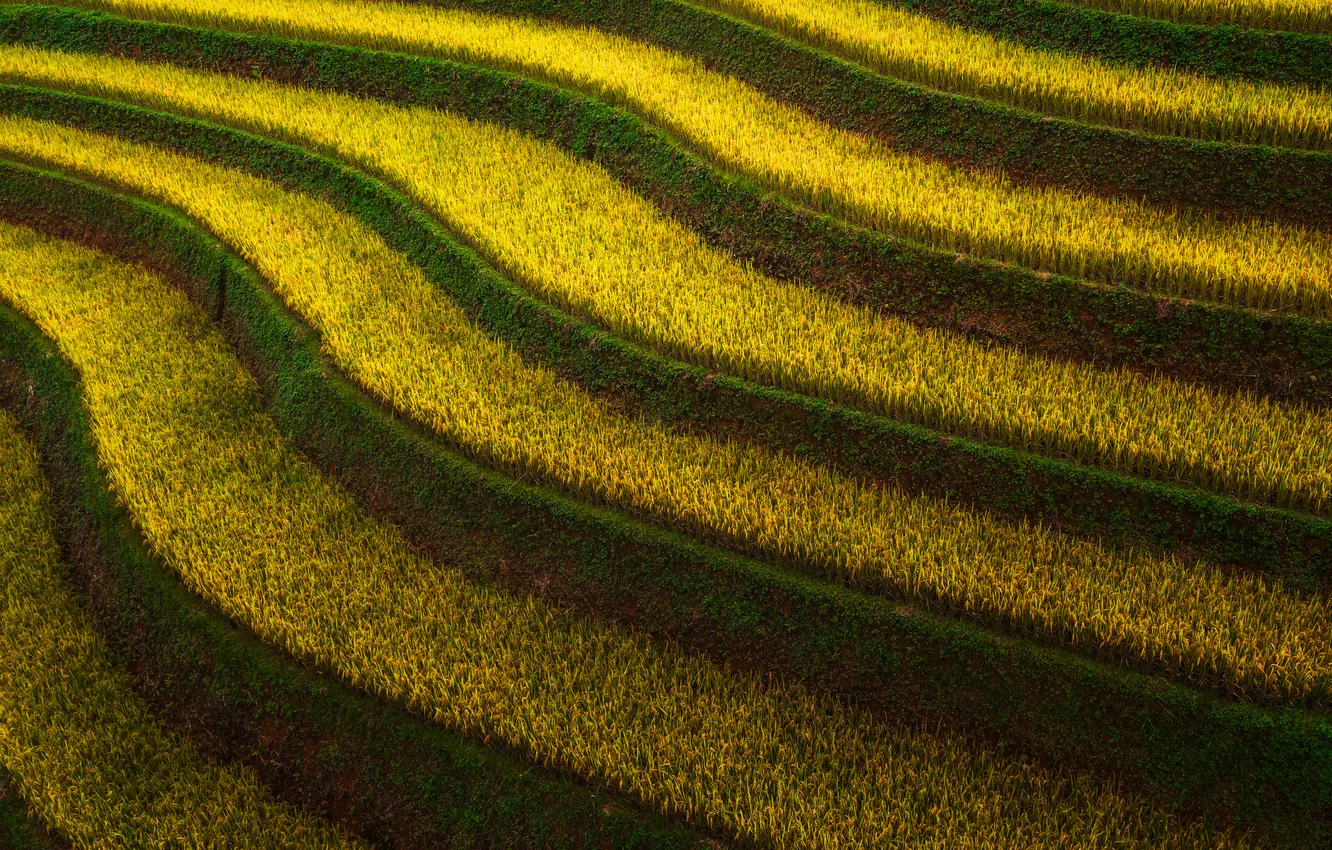 Photo wallpaper yellow, rice, plantation