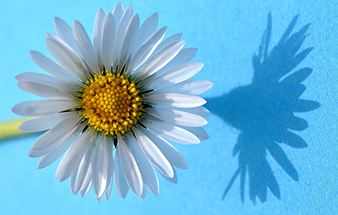 Photo wallpaper macro, chamomile, shadow, petals