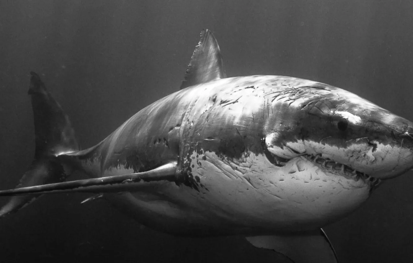 Photo wallpaper animals, monochrome, shark, fish, Great white shark, animal themes