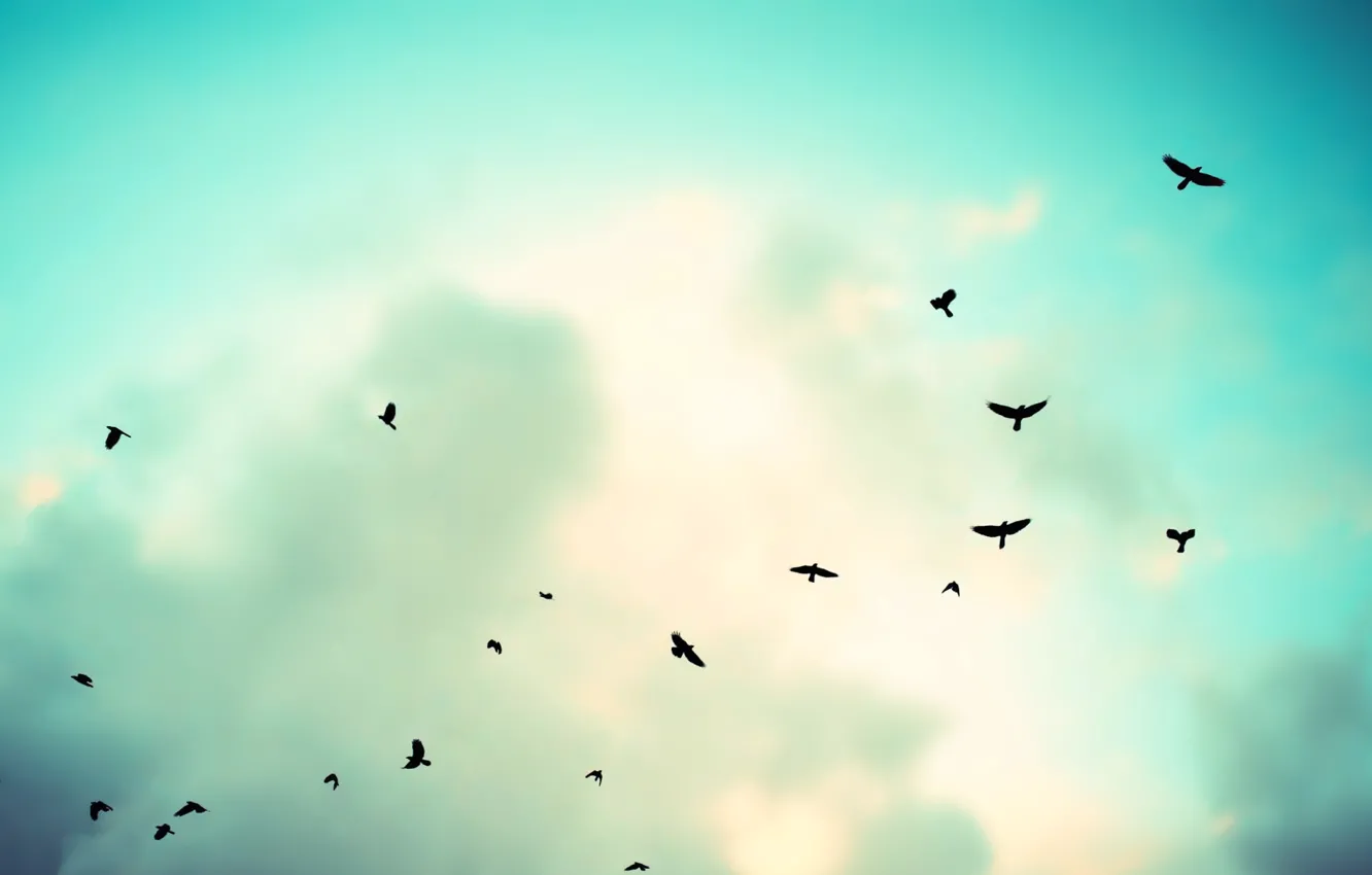 Photo wallpaper sky, clouds, birds