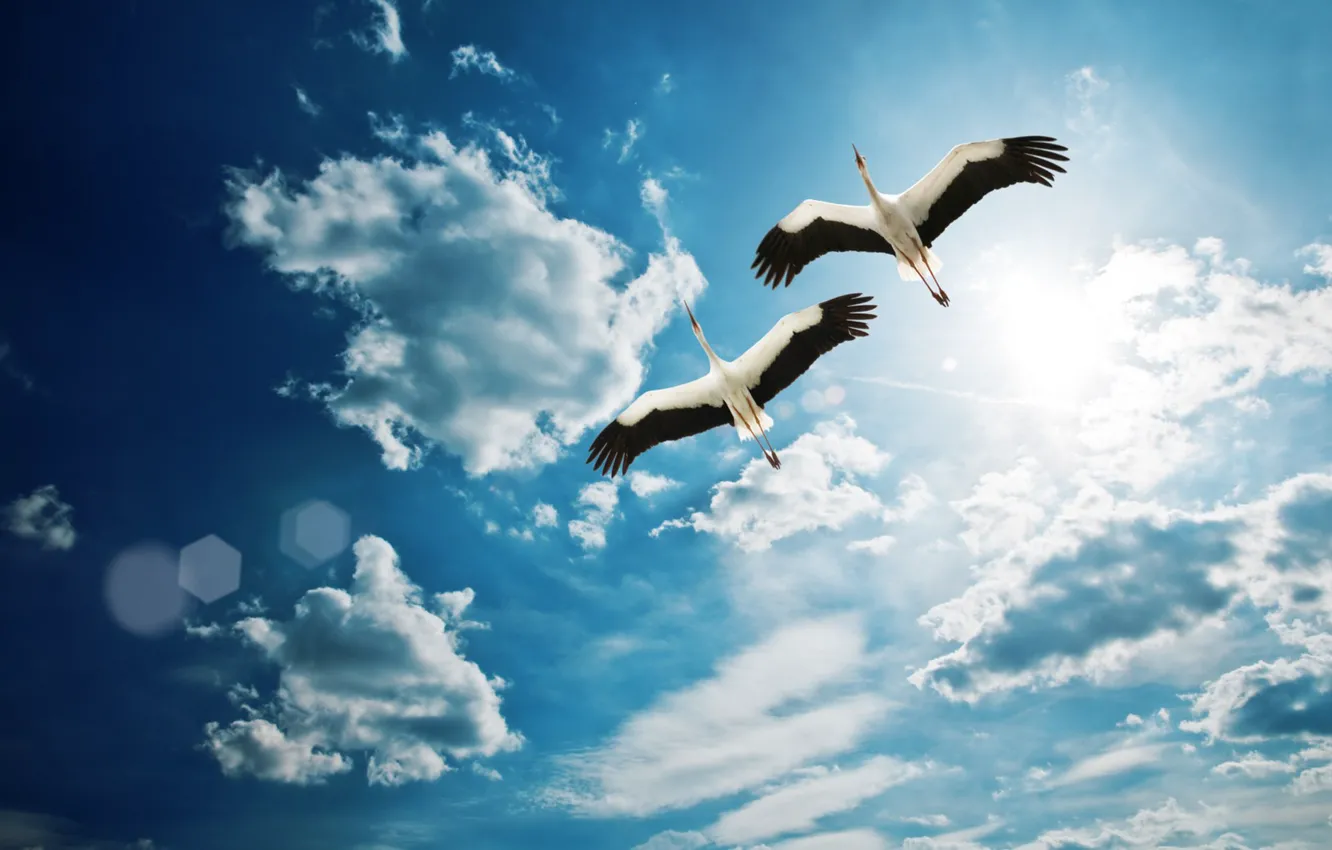 Photo wallpaper sky, clouds, sun, Storks