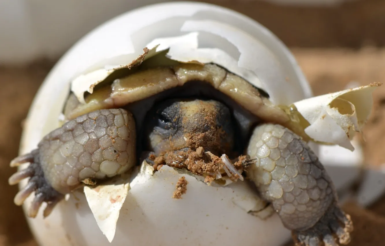 Photo wallpaper hatching, baby turtle inside egg, hatchling, desert tortoise