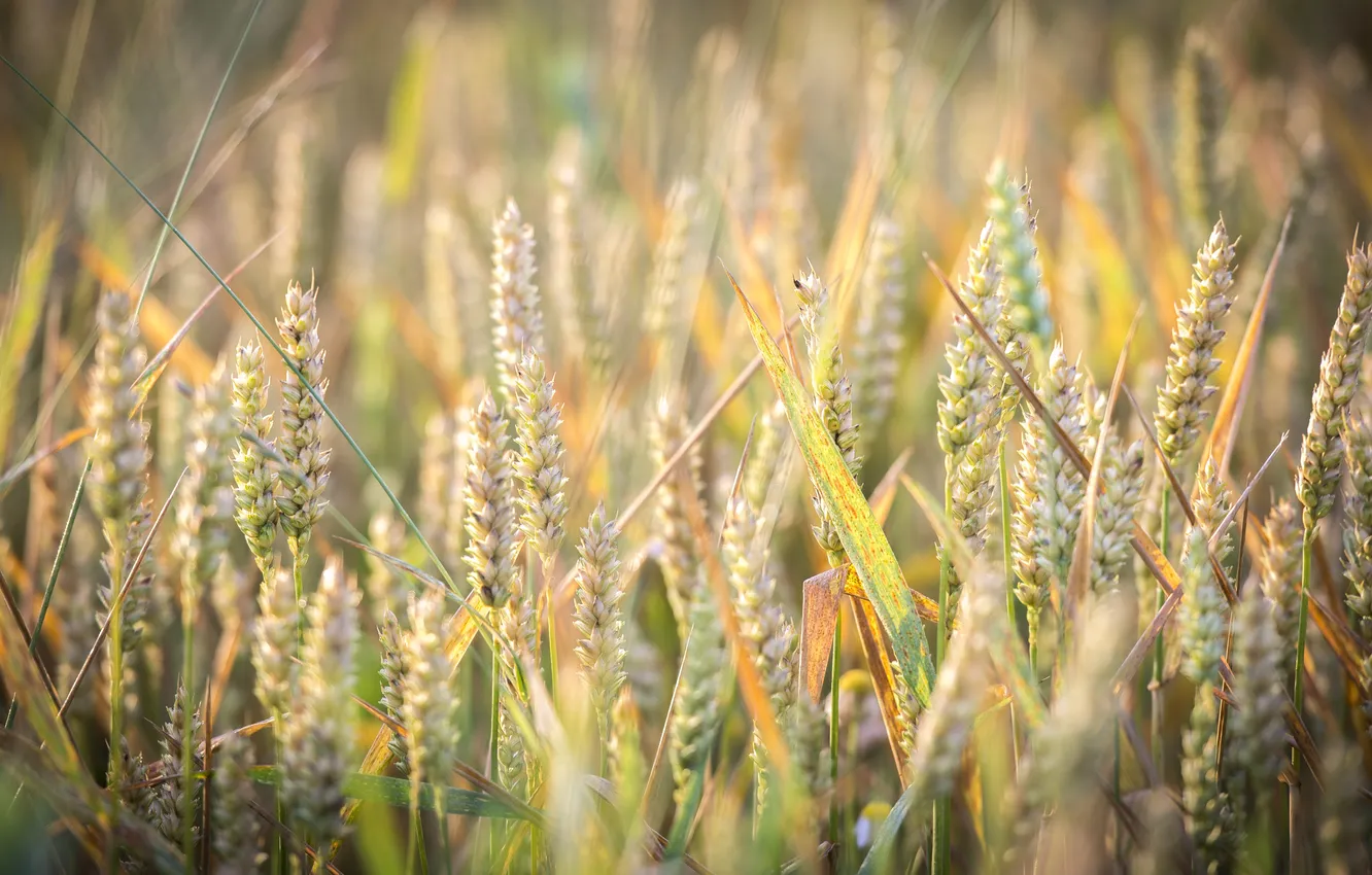 Photo wallpaper grass, spikelets, bokeh
