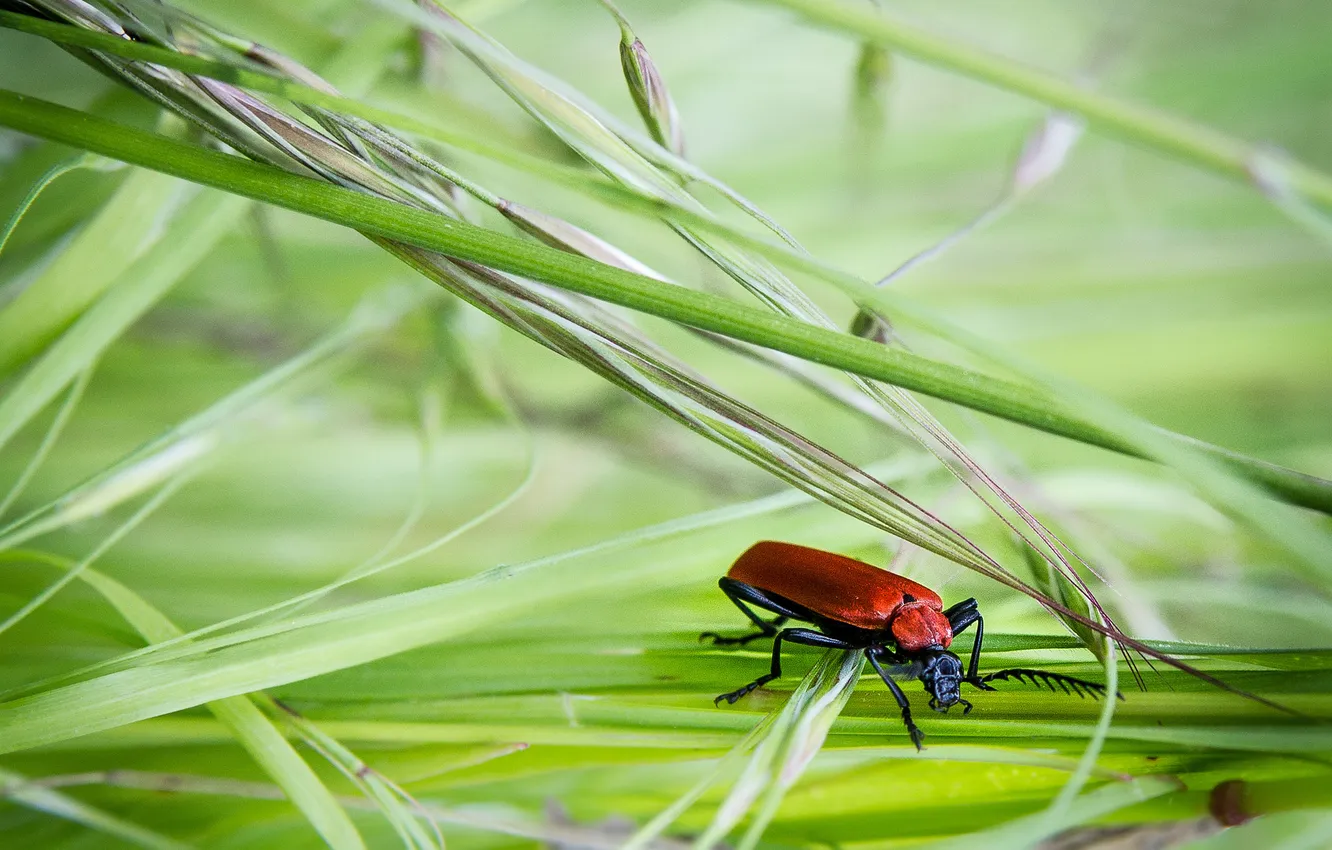 Photo wallpaper grass, leaves, beetle, spikelets, insect