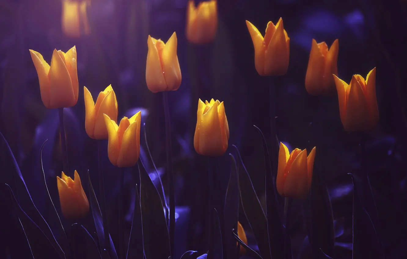 Photo wallpaper flowers, yellow, blur, tulips
