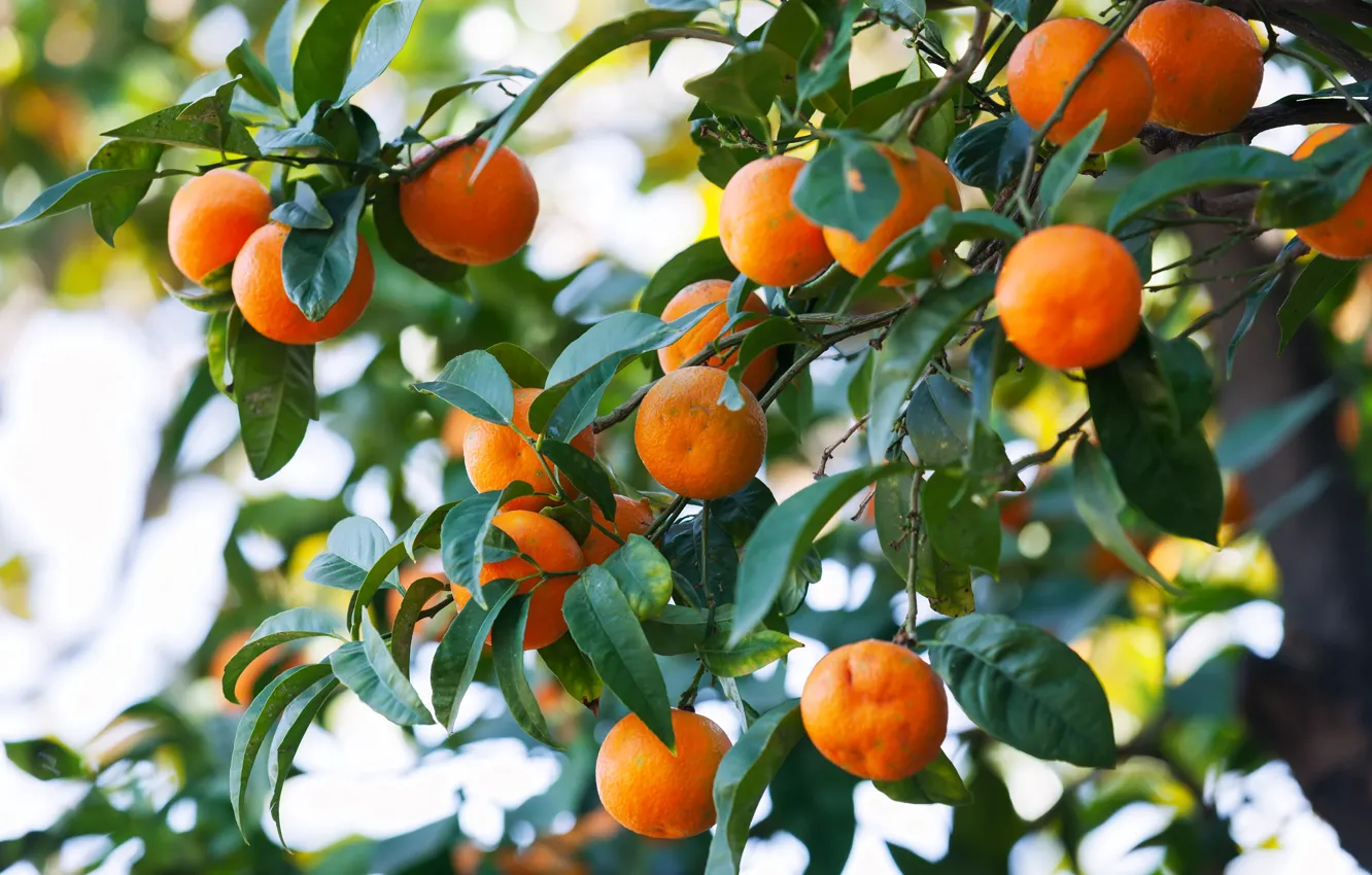 Photo wallpaper trees, nature, citrus, tangerines