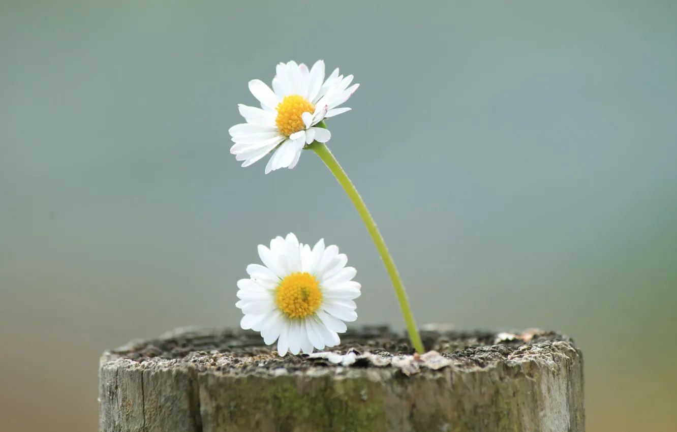 Photo wallpaper flowers, petals, stem, trunk, flowers, petals, trunk, stalk