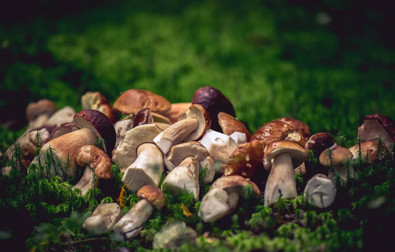 Photo wallpaper forest, nature, mushrooms