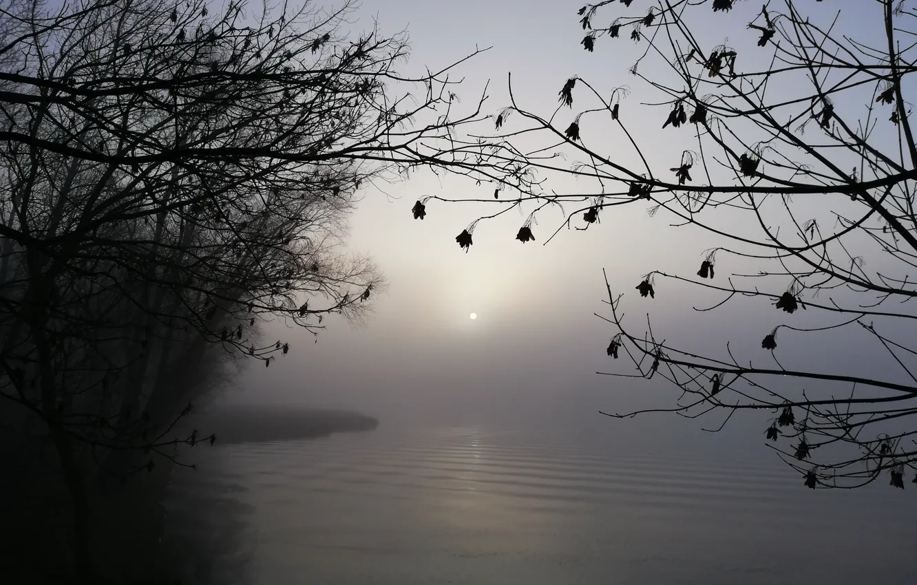 Photo wallpaper winter, the sun, fog, river, the bushes, Belarus, Nesvizh