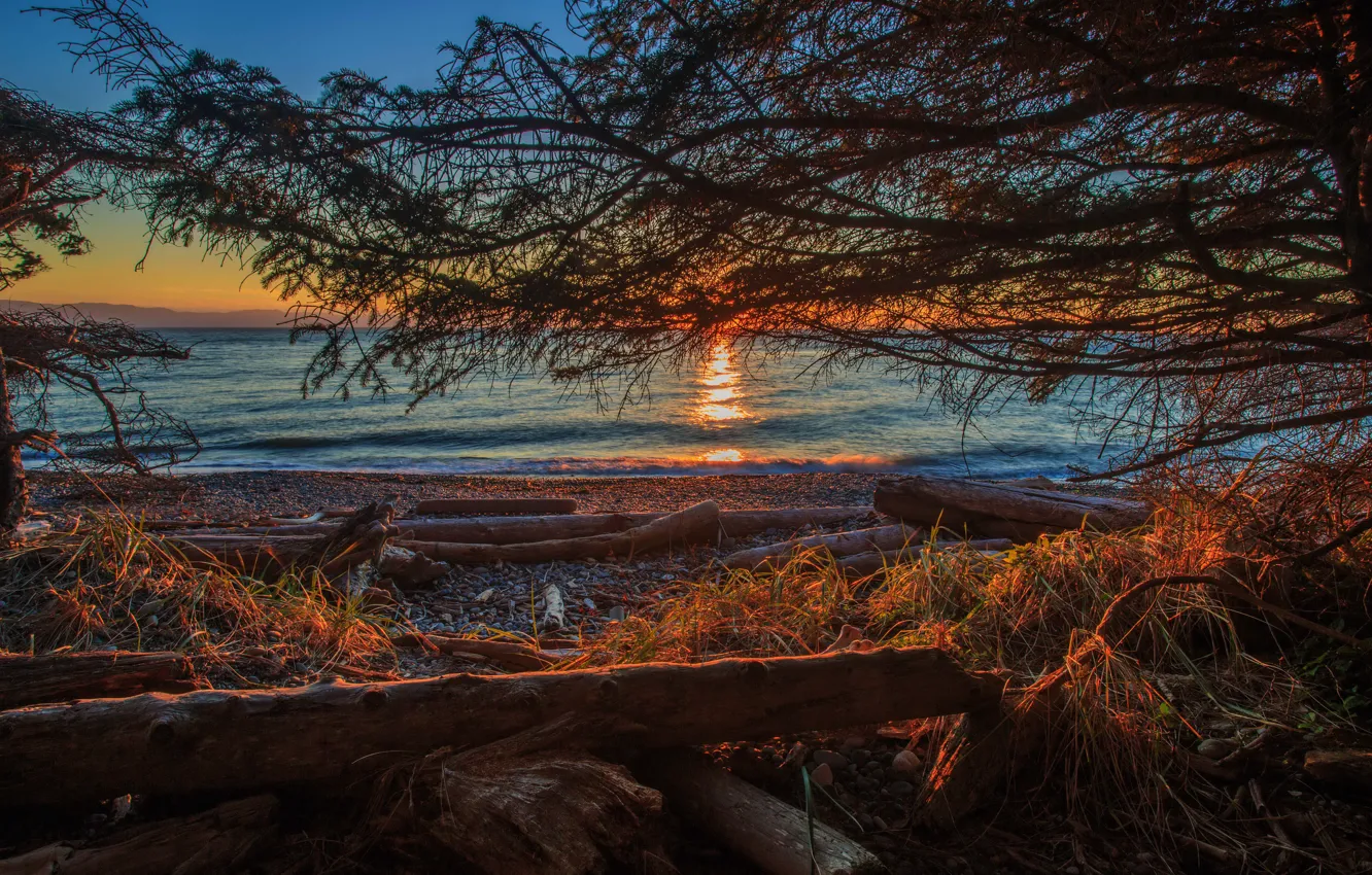 Photo wallpaper sea, trees, sunset, branches, stones, coast, Canada, log
