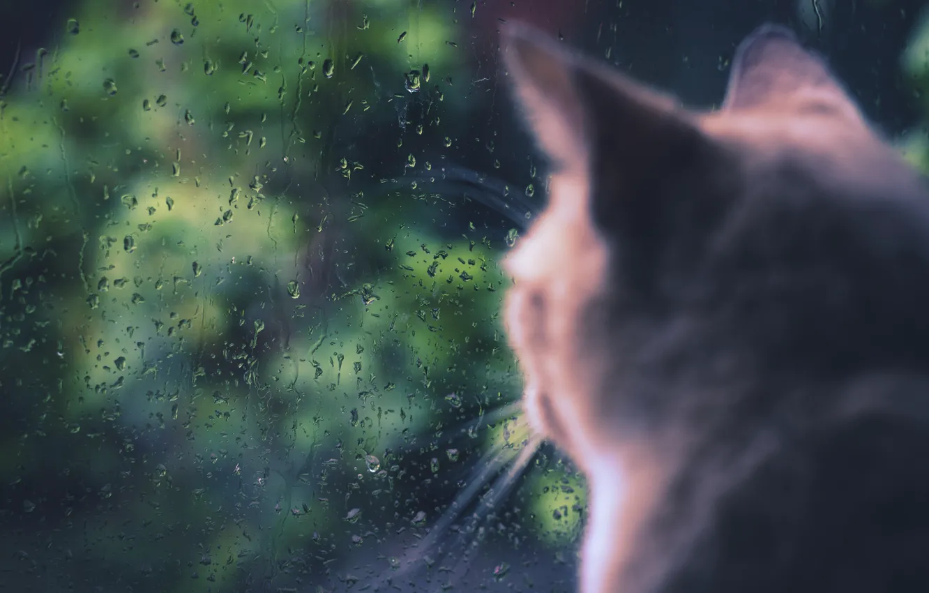 Photo wallpaper cat, cat, rain, window, sitting