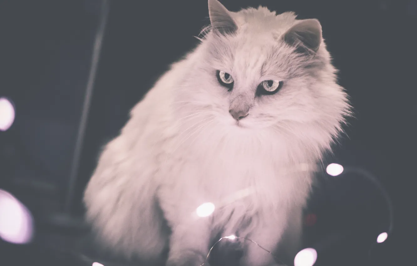 Photo wallpaper cat, background, wool, fluffy