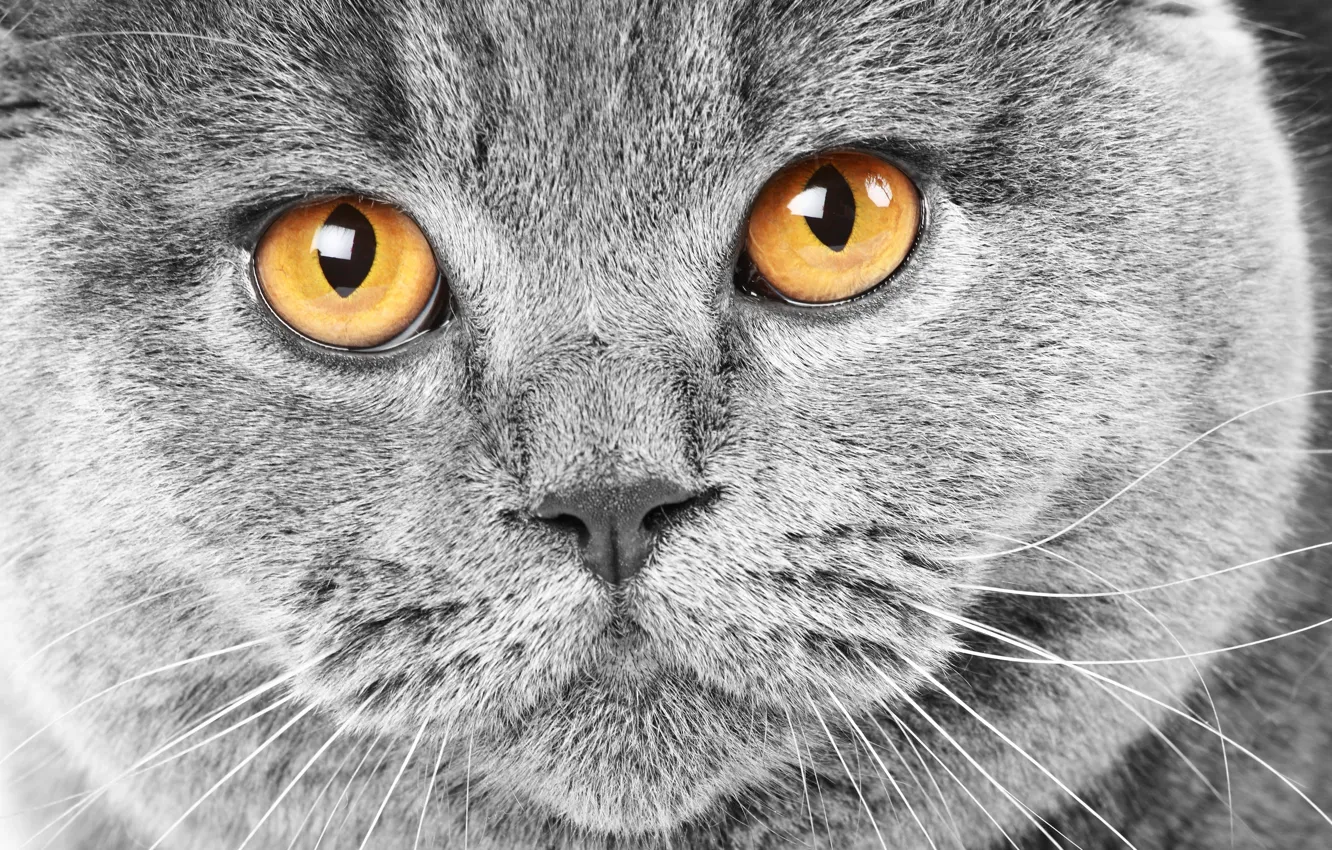 Photo wallpaper cat, eyes, cat, face, grey, yellow, cat, British