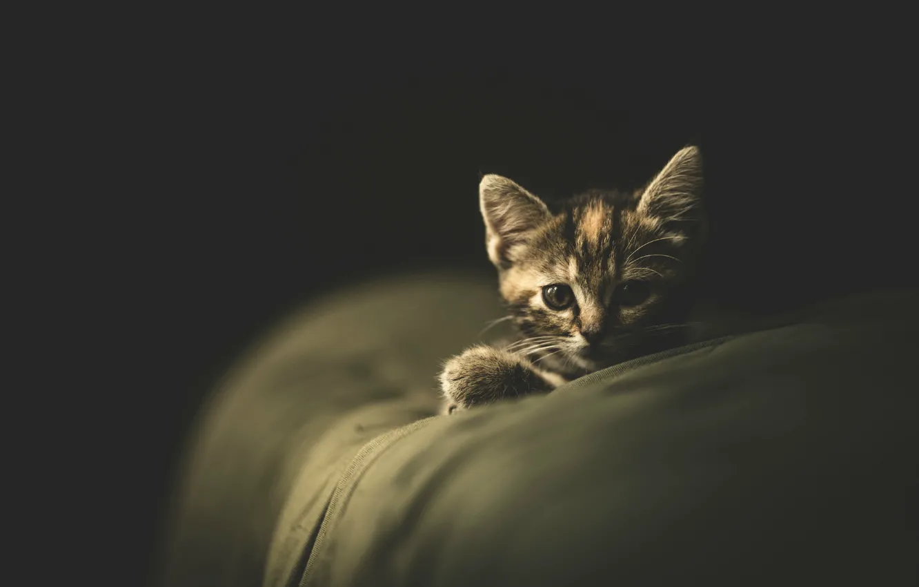 Photo wallpaper cat, cat, the dark background, kitty