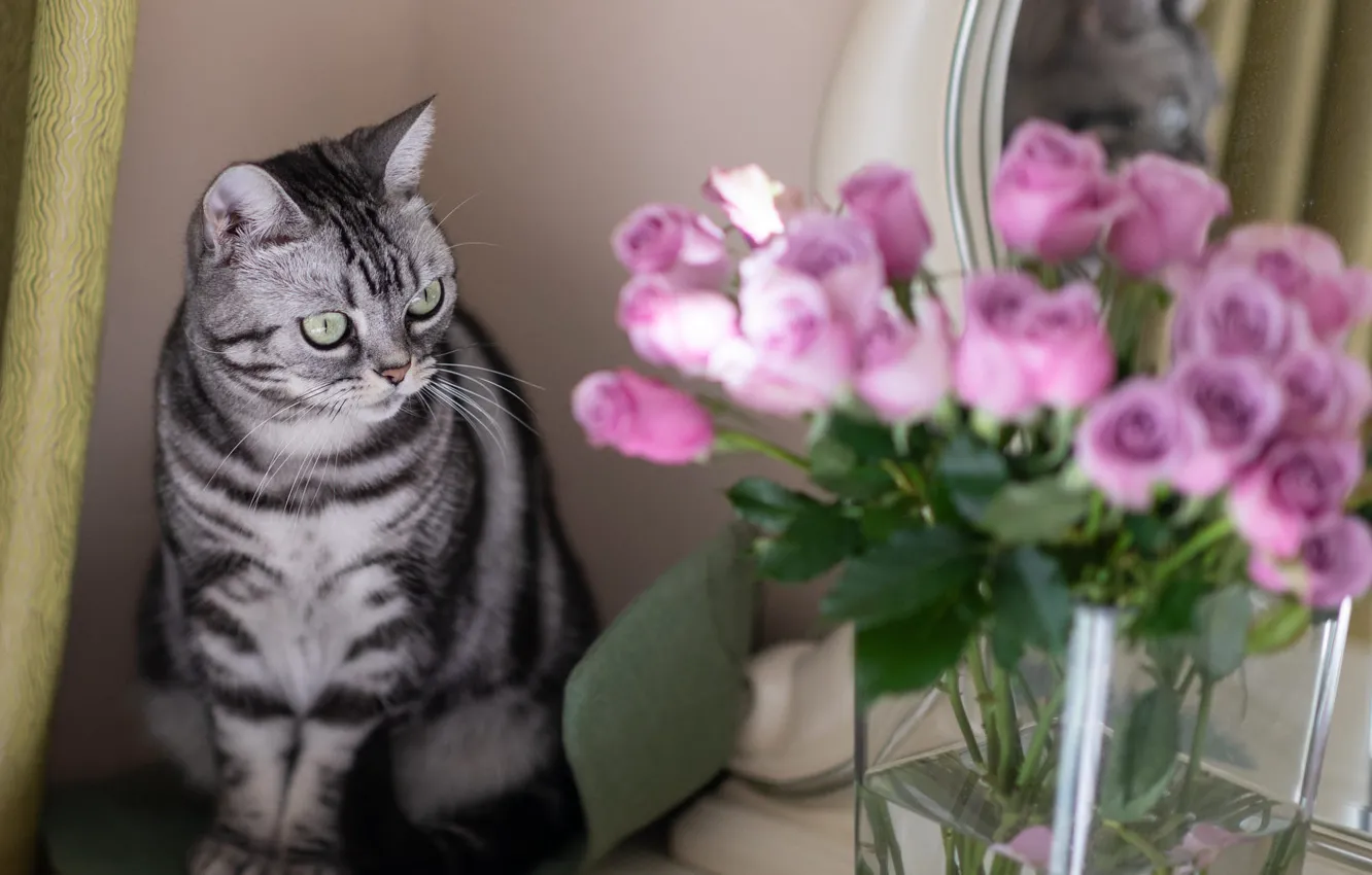 Photo wallpaper cat, cat, look, flowers, grey, roses, bouquet, mirror