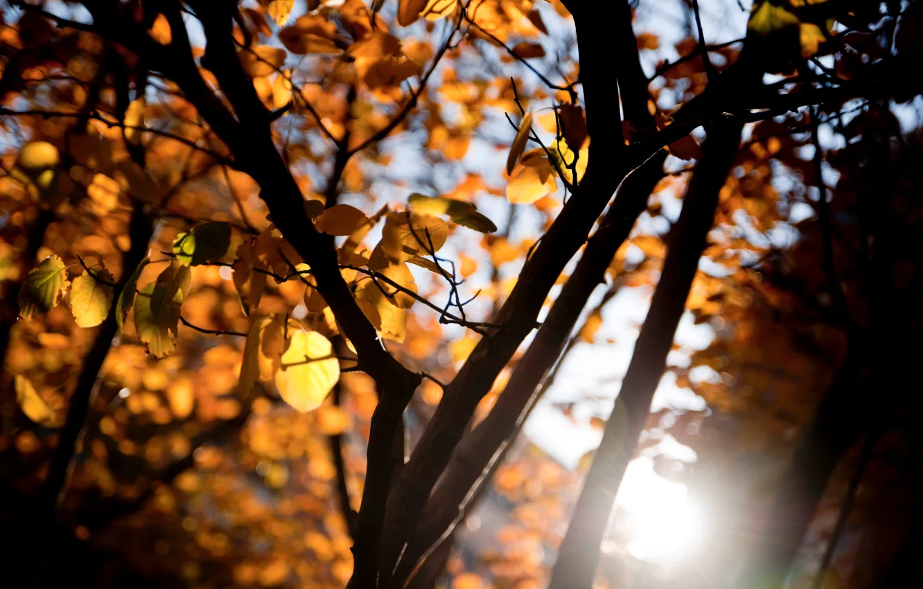 Photo wallpaper leaves, the sun, macro, rays, trees, orange, branches, yellow