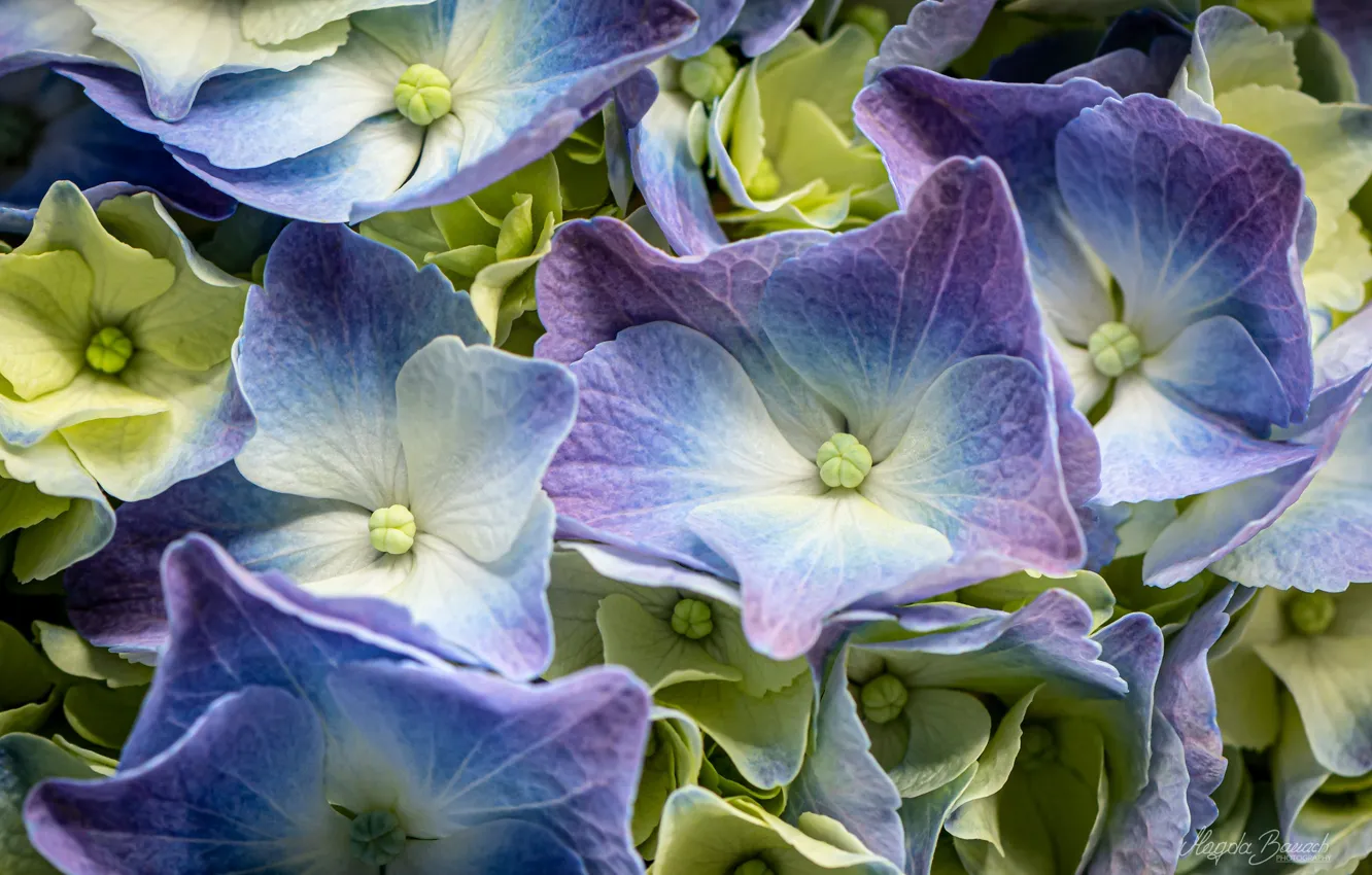 Photo wallpaper macro, shades, hydrangea