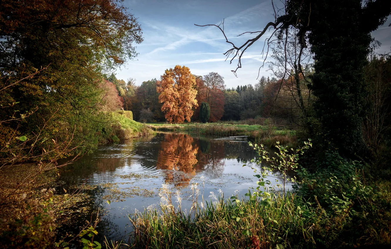 Photo wallpaper Nature, Autumn, Trees, Ozero