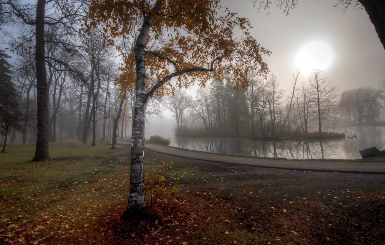 Photo wallpaper autumn, leaves, fog, pond, Park, tree, track