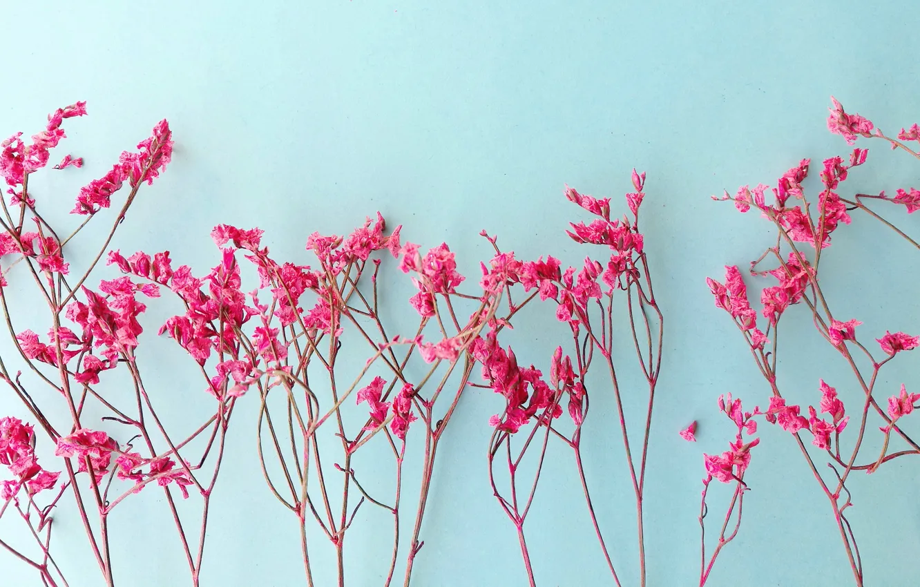 Photo wallpaper flowers, branches, background, pink, pink, flowers