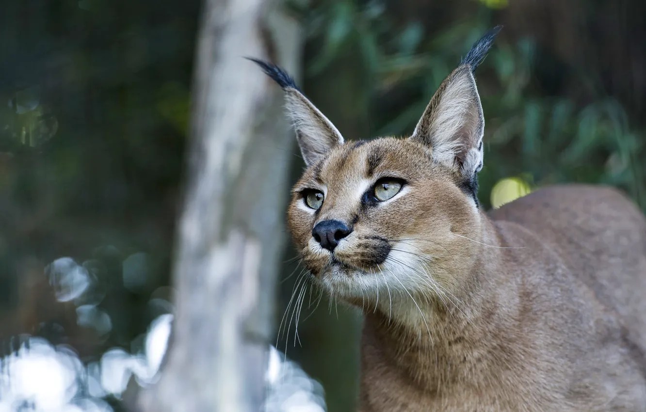 Photo wallpaper look, face, trees, portrait, lynx, bokeh, Caracal, looking up