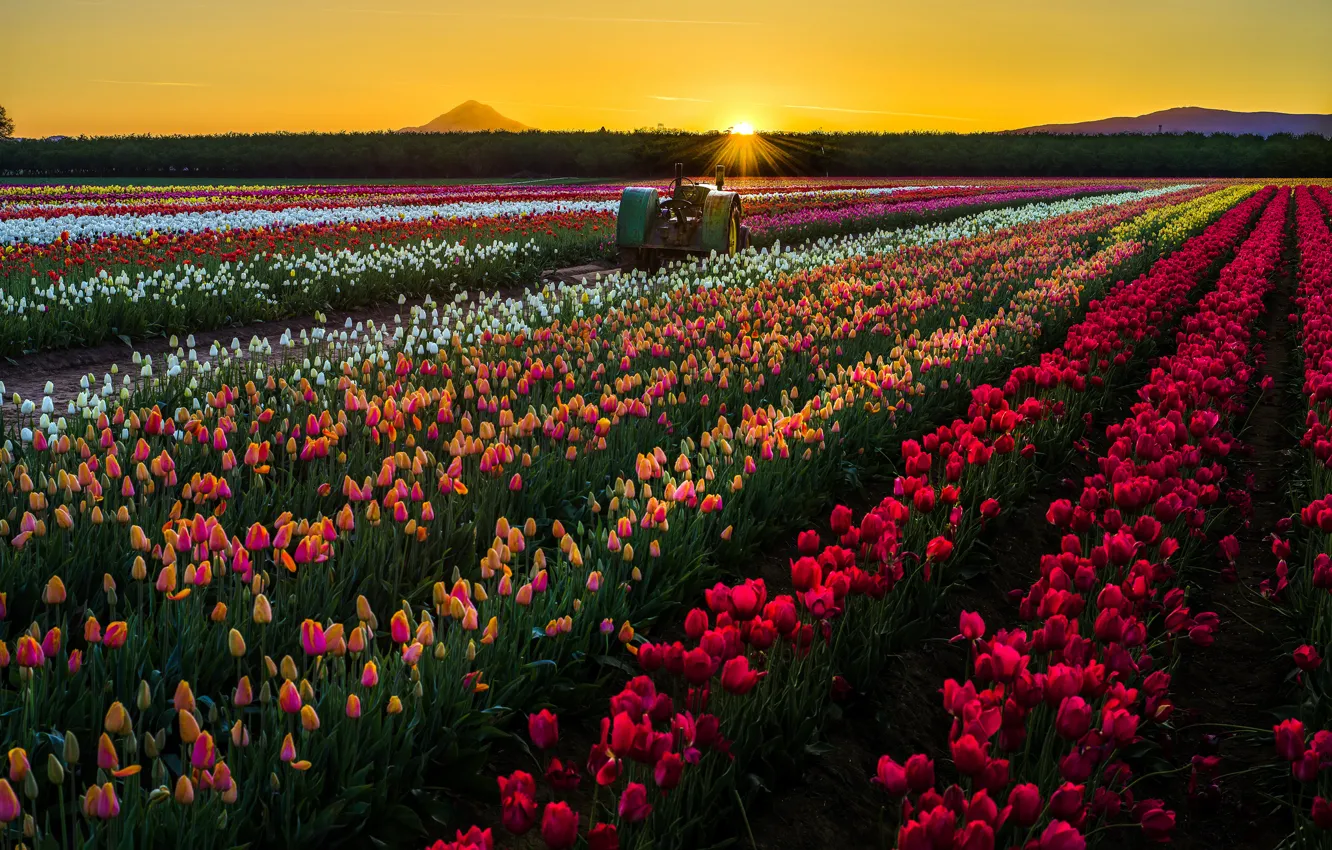 Photo wallpaper field, the sun, sunset, flowers, nature, tractor, tulips, USA