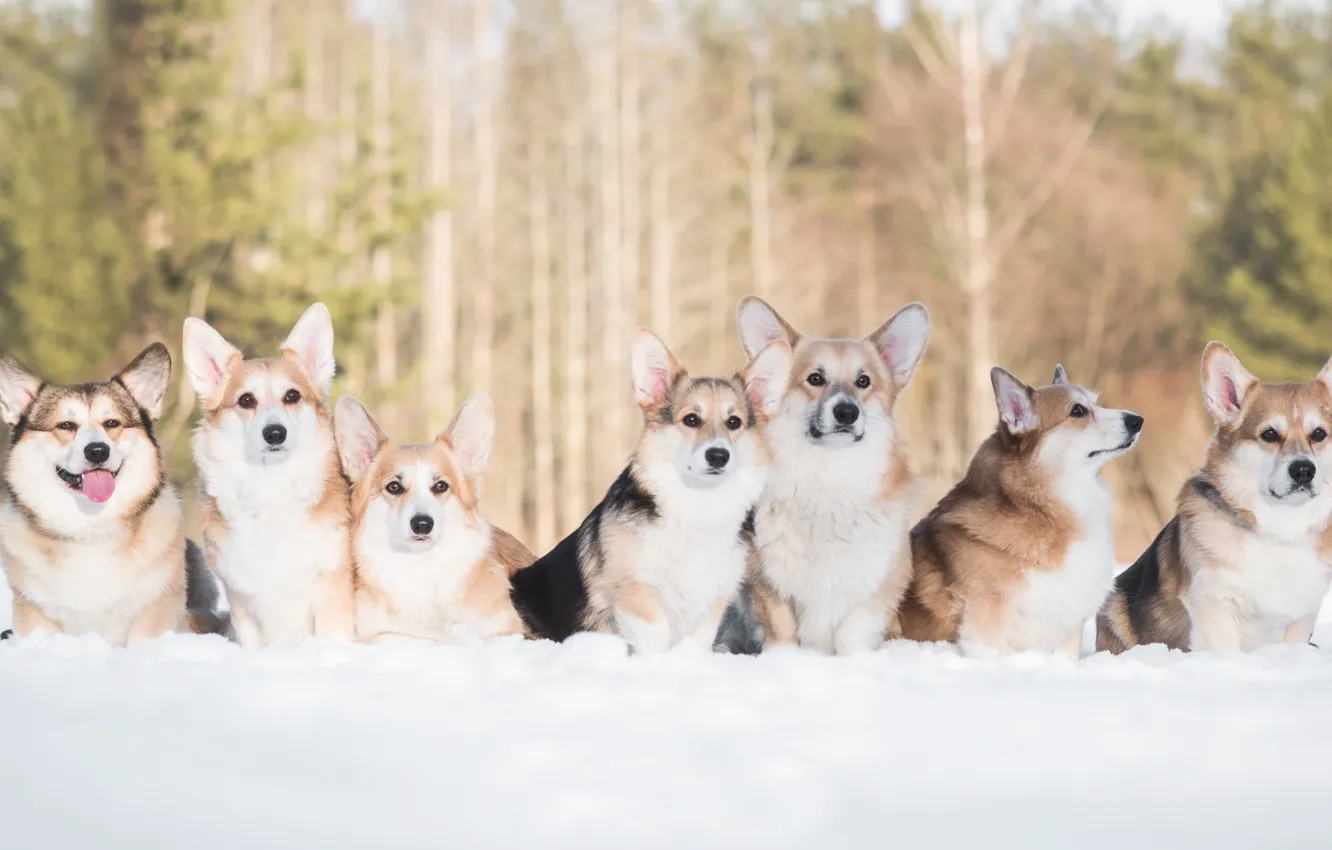 Photo wallpaper winter, dogs, snow, friends, Welsh Corgi