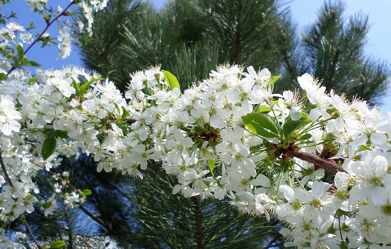 Photo wallpaper cherry, spring, flowering, April