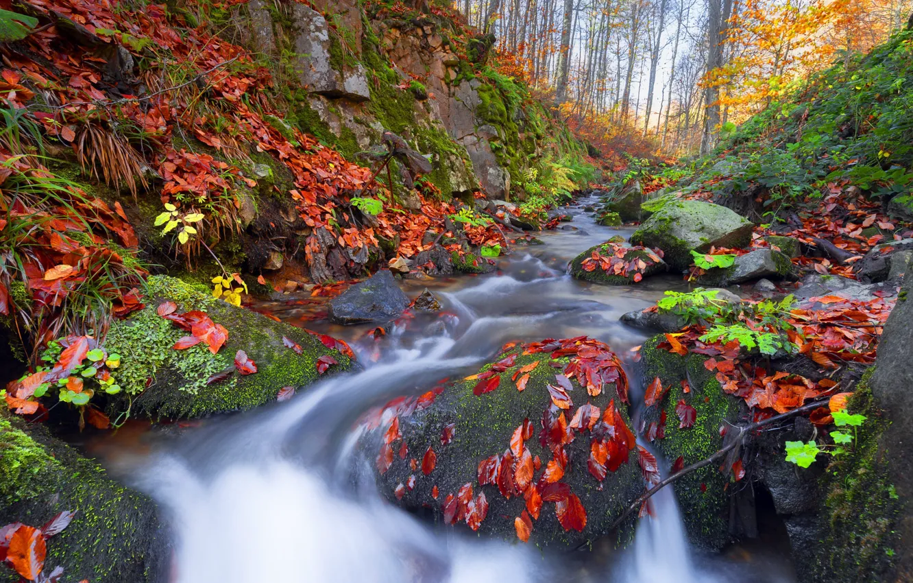 Photo wallpaper autumn, forest, leaves, red, stream, stones, rocks, shore