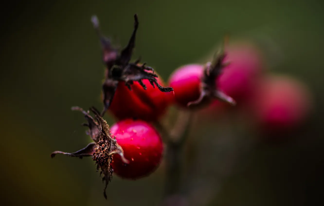 Photo wallpaper flowers, nature, background