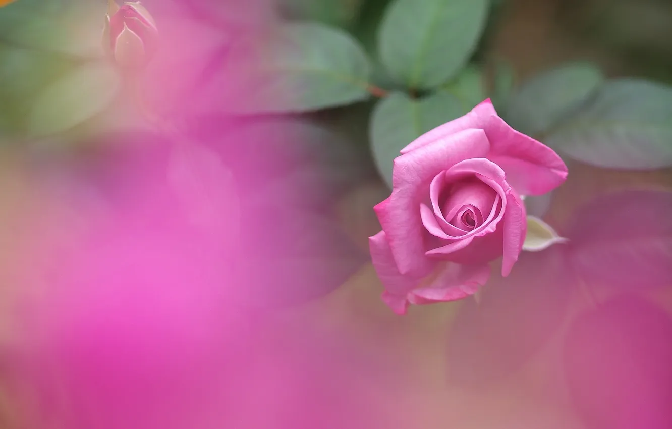 Photo wallpaper flowers, roses, petals, pink